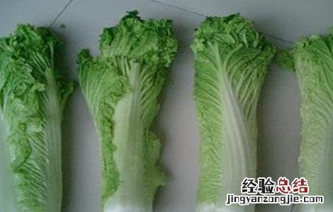常见白菜品种有哪些名称 常见白菜品种有哪些