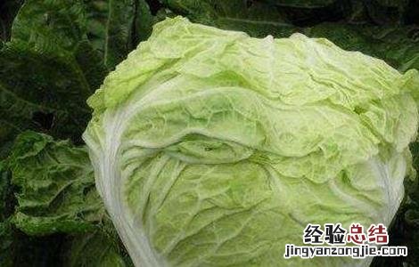 常见白菜品种有哪些名称 常见白菜品种有哪些