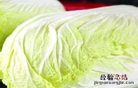 常见白菜品种有哪些名称 常见白菜品种有哪些