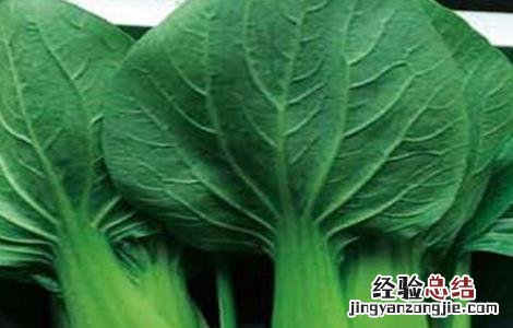 常见白菜品种有哪些名称 常见白菜品种有哪些