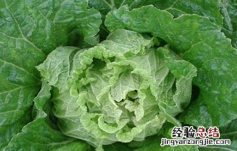 常见白菜品种有哪些名称 常见白菜品种有哪些