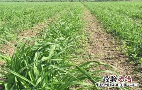 黄花菜除草方法及注意事项 黄花菜地里的草怎么除