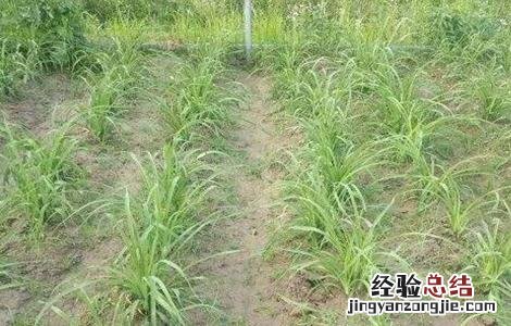 黄花菜除草方法及注意事项 黄花菜地里的草怎么除