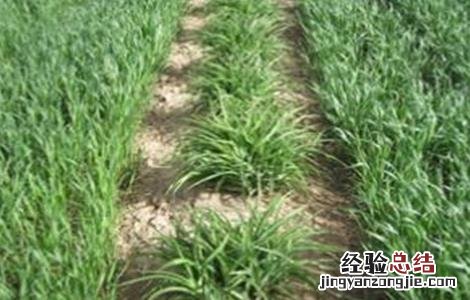 黄花菜除草方法及注意事项 黄花菜地里的草怎么除