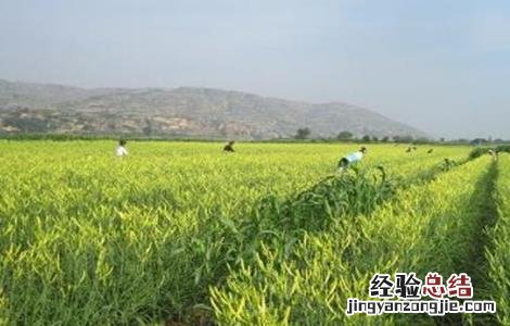 黄花菜除草方法及注意事项 黄花菜地里的草怎么除
