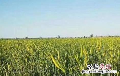 黄花菜田间管理技术与管理 黄花菜田间管理技术