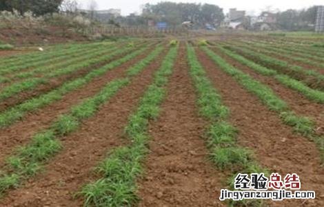 黄花菜田间管理技术与管理 黄花菜田间管理技术