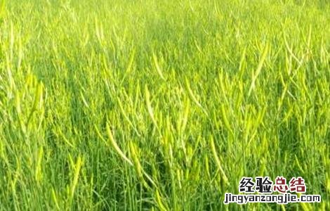 黄花菜田间管理技术与管理 黄花菜田间管理技术