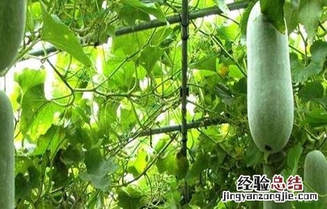 冬瓜栽培技术 冬瓜栽培管理技术