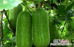 冬瓜栽培技术 冬瓜栽培管理技术