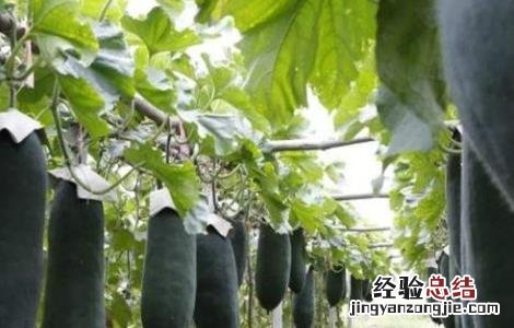 冬瓜栽培技术 冬瓜栽培管理技术