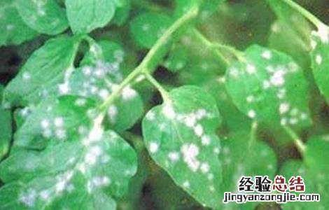 番茄白粉病的防治方法 番茄白粉病是什么原因造成的