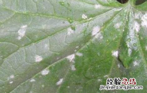 番茄白粉病的防治方法 番茄白粉病是什么原因造成的