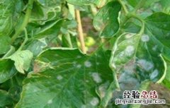 番茄白粉病的防治方法 番茄白粉病是什么原因造成的