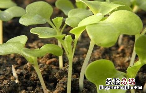 怎么栽培小白菜种子 怎么栽培小白菜