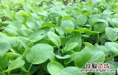 怎么栽培小白菜种子 怎么栽培小白菜