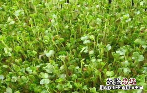 怎么栽培小白菜种子 怎么栽培小白菜