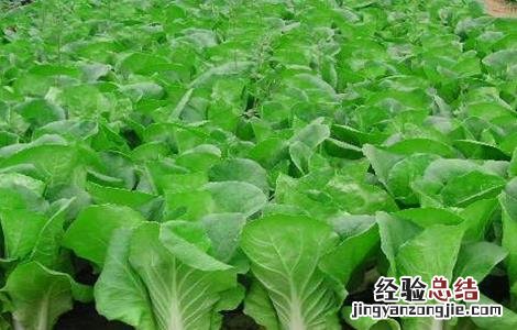 怎么栽培小白菜种子 怎么栽培小白菜