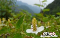 鱼腥草的生长环境