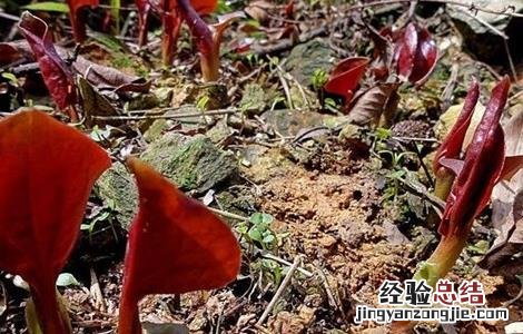 鱼腥草的生长环境