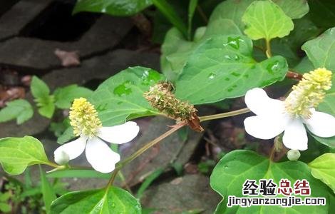 鱼腥草的生长环境