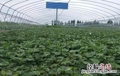 鱼腥草的生长环境