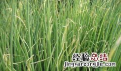 香葱适合什么季节种 香葱适合哪个季节播种