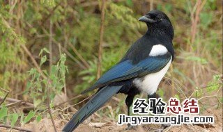 喜鹊为什么要建巢 喜鹊为什么要筑巢