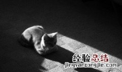 为什么猫很孤独 猫为什么孤僻