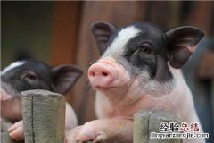 莱芜黑猪肉多少钱一斤 黑猪肉多少钱一斤
