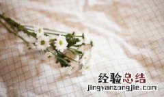 小雏菊花语是什么意思 小雏菊花语是什么意思呀
