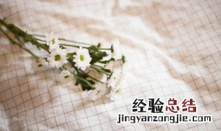 小雏菊花语是什么意思 小雏菊花语是什么意思呀