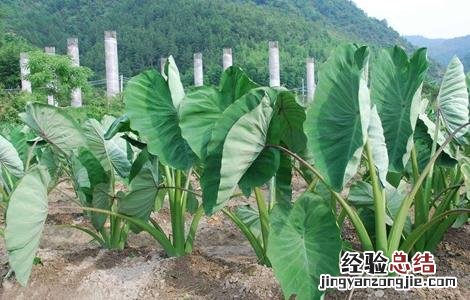 香芋栽培技术 香芋栽培技术要点