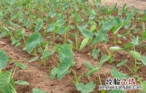 香芋栽培技术 香芋栽培技术要点