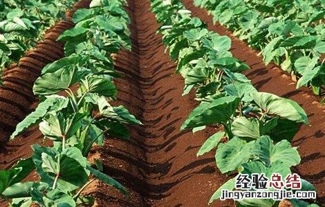 香芋栽培技术 香芋栽培技术要点