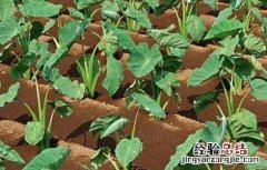香芋栽培技术 香芋栽培技术要点