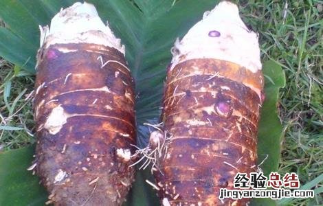 香芋栽培技术 香芋栽培技术要点