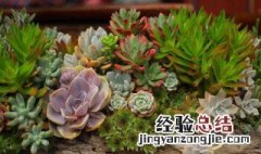 多肉类植物适合室内养殖吗 多肉适合室内养殖吗?