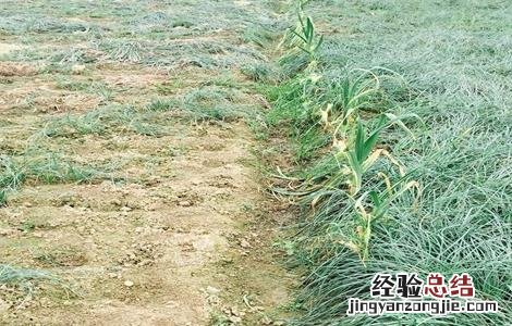 蕌头需要每年种植吗 藠头的种植条件