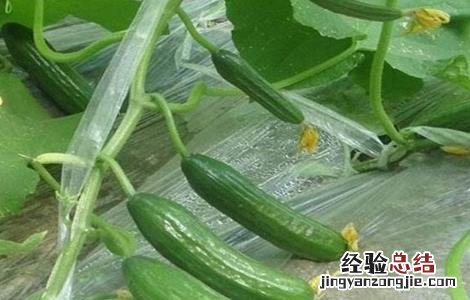 荷兰黄瓜种植方法 荷兰小黄瓜栽培技术