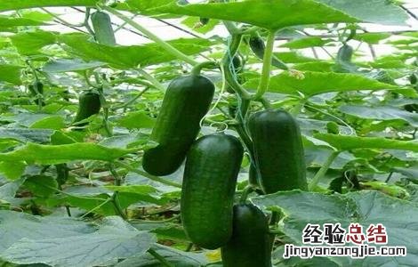 荷兰黄瓜种植方法 荷兰小黄瓜栽培技术