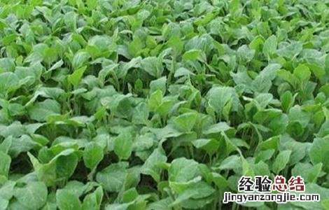 荷兰黄瓜种植方法 荷兰小黄瓜栽培技术