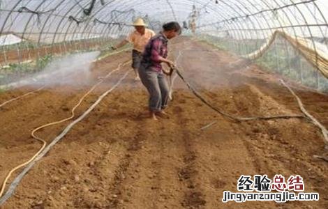 夏季高温焖棚注意事项有哪些 夏季高温焖棚注意事项