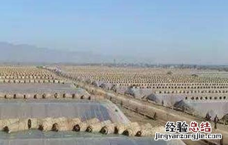 夏季高温焖棚注意事项有哪些 夏季高温焖棚注意事项