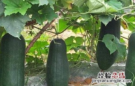 冬瓜生长适宜温度 冬瓜生长条件