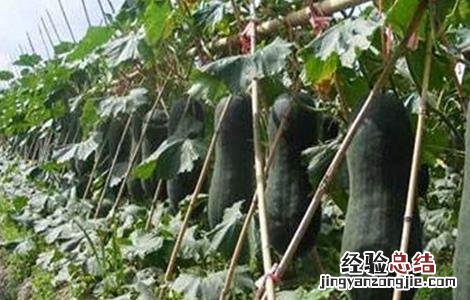 冬瓜生长适宜温度 冬瓜生长条件