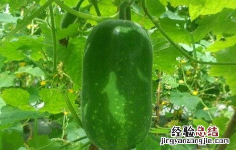 冬瓜生长适宜温度 冬瓜生长条件