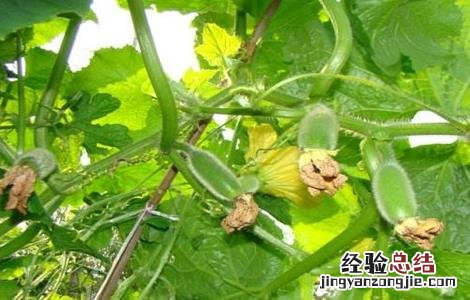 冬瓜生长适宜温度 冬瓜生长条件