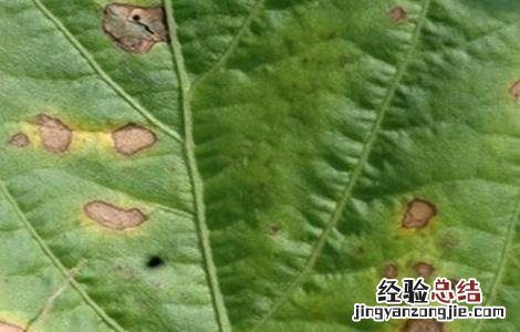 苋菜白锈病防治方法视频 苋菜白锈病防治方法