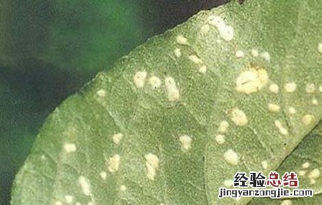 苋菜白锈病防治方法视频 苋菜白锈病防治方法